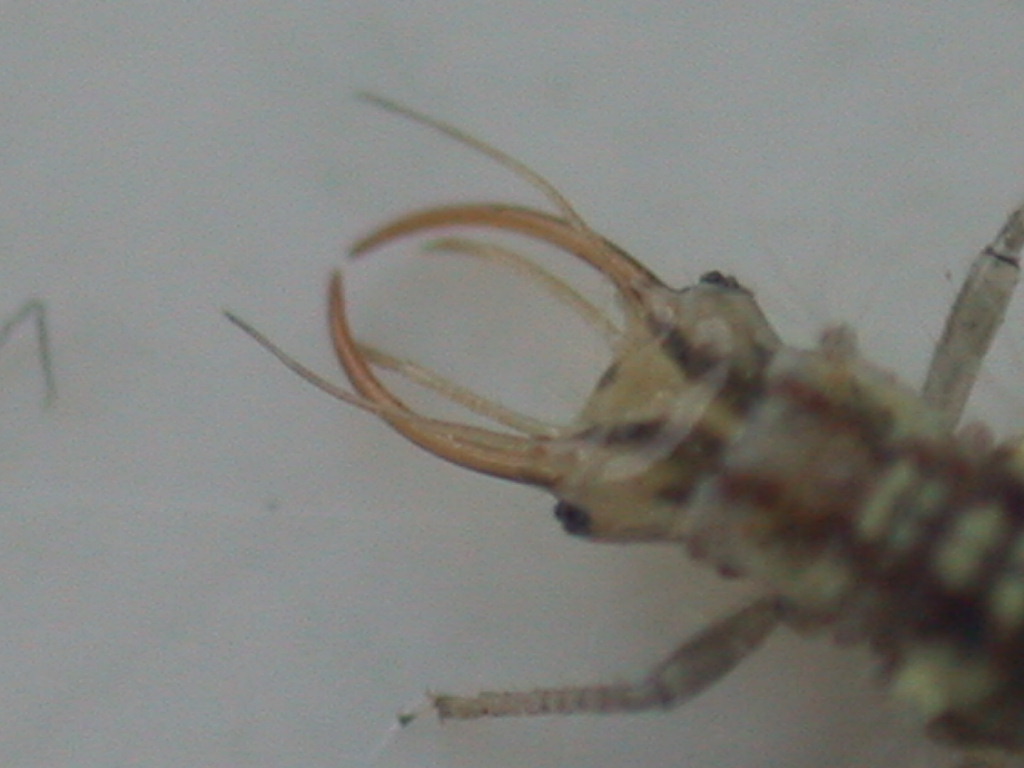 Larva di Chrysoperla sp. (Planipennia, Chrysopidae)